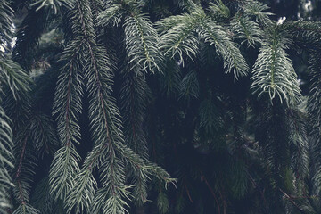 Abstract dark pine grove background