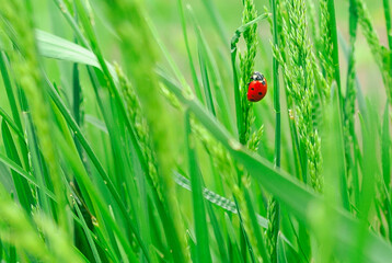 Bright red ladybug in green grass