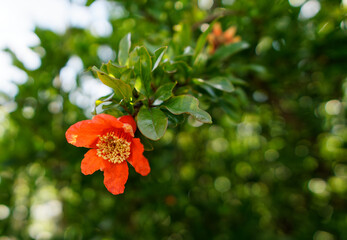detail of red pomegranate flower in a meadow