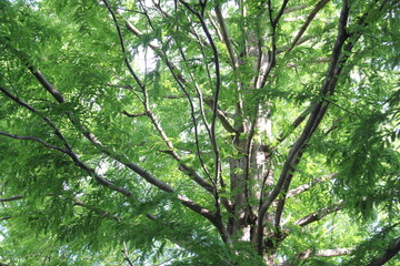 メタセコイアの木