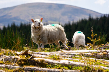 Sheep and lamb in the Wicklow Mountains