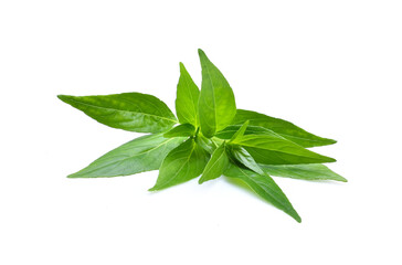 Fresh andrographis paniculata  isolated on white background