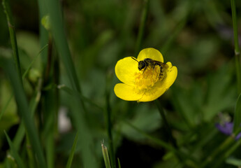 bee covered with buttercup pollen in green grass, springtime