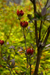 blooming red-orange flowers of Azalea, spring