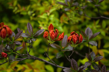 blooming red-orange flowers of Azalea, spring
