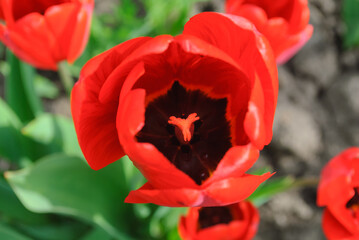 Bright red fresh tulip flowers