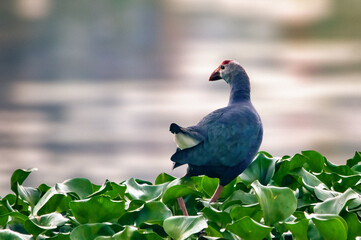 A grey headed swamphen in grass looking away