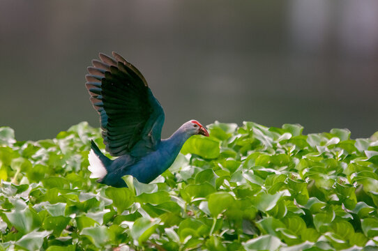 A Grey Headed Swamphen Doing Exercise In Grass