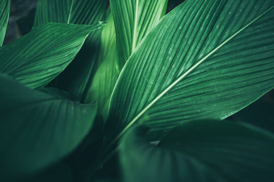 green leaf nature texture background, abstract pattern of tropical foliage plant in spring garden, fresh tree jungle forest in summer, wallpaper design of environment, ecological conservation concept