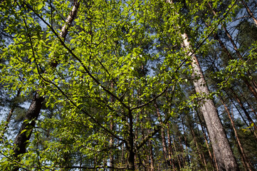 The lush green leaves in the spring forest