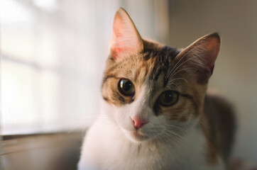 Close up portrait of a cute tabby kitten.