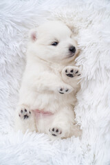 Japanese spitz puppy lies with his feet at the top on a fluffy white coverlet. 