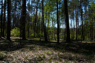 Fototapeta premium a spring forest on a sunny day