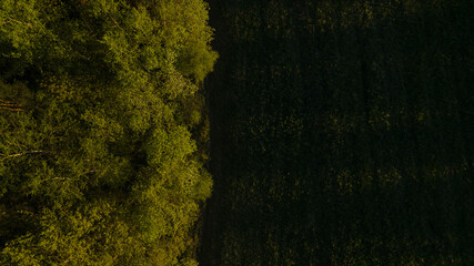 Drone view of the forest and tree tops and blue sky on a sunny summer day