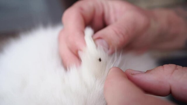 hands remove the tick from the dog's fur.dangerous parasites.