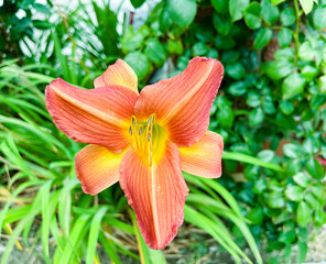 Fototapeta premium Lily flower