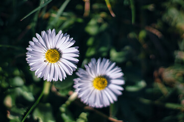 Fiori e natura in primavera, meravigliose margheritine