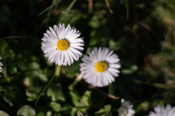 Fiori e natura in primavera, meravigliose margheritine