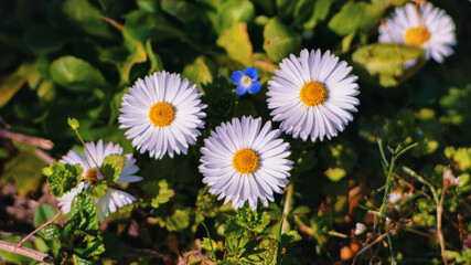 Fototapete bei efototapeten.de bestellen   