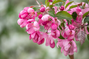 Fresh pink flowers of a blossoming apple tree with blured background