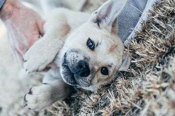 Cute Siberian Husky puppy playing in the grass. Tender puppy look