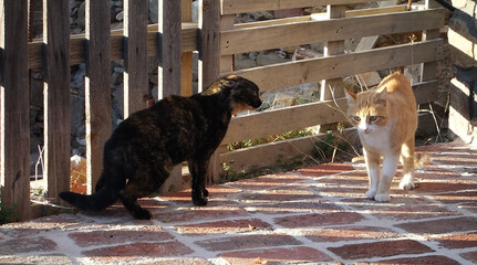 Two stray cats ready for battle. The one pretends to be indifferent while the other is ready to attack. In a yard in Volissos in Chios
