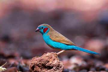Blue Wax Bill bird portrait at eye level.