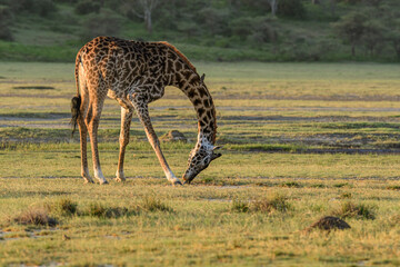 giraffe in Serengeti national park licking mineral from soil.