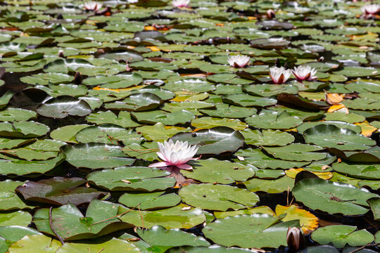 white water lilli with leafs