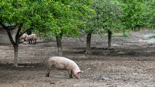 Schwein in einem gro&szlig;en Auslauf mit gr&uuml;nen Laubb&auml;umen scharrt im Schlamm herum