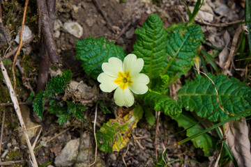 Fiori e natura in primavera
