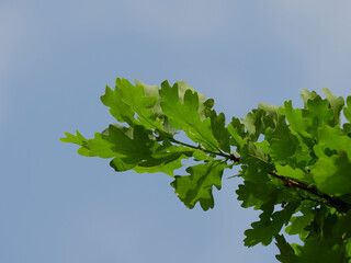 Fototapeta premium Vegetative background from leaves and plants. Lush, natural foliage. Green vegetation backdrop. Top view of a bed of green plants background. High quality image for professionnal compositing.