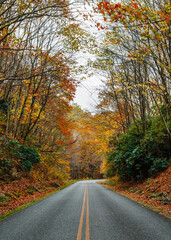 Naklejka na ściany i meble A curve in the road of the Blue Ridge Parkway surrounded by beautiful, vibrant, colorful fall foliage somewhere in North Carolina, USA.