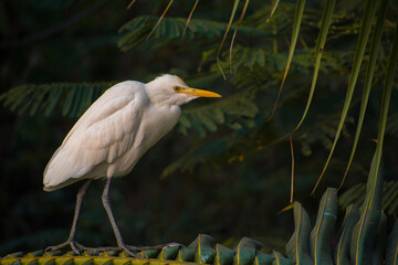 Wild White bird crane and orange beak walking on coconut tree