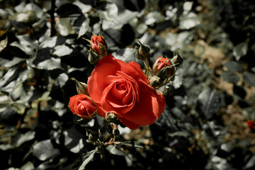 Fiori e natura in primavera