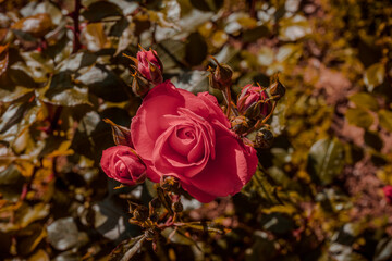 Fiori e natura in primavera