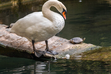 Obraz premium Graceful white Swan with a red beak stands on the bank of a pond