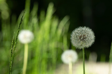 Closeup of a dandelion blowball (Taraxacum) in a natural play of light.