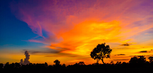 Safari theme.Amazing sunset and sunrise.Panorama silhouette tree in africa with sunset.Dark tree on open field dramatic sunrise.