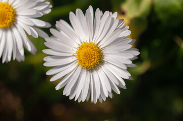 Fototapeta premium Fiori e natura in primavera, meravigliose margheritine color pastello