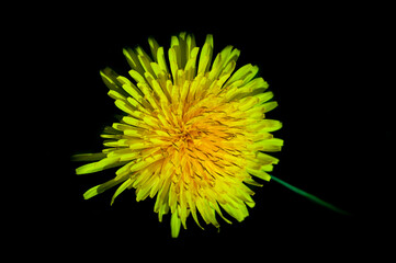 Fiori e natura in primavera