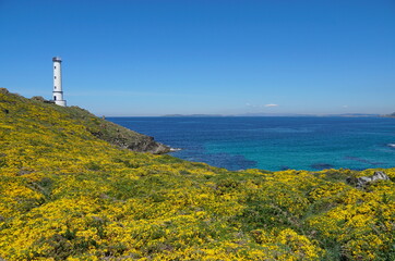 Gorse in flower with a lighthouse on the Atlantic coast in Galicia, Spain, Pontevedra province, Cangas, Cabo Home
