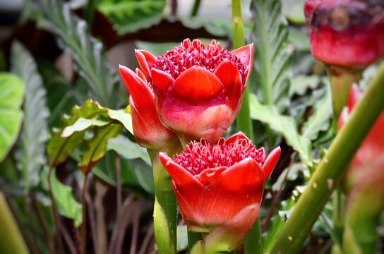 Tropical flowering plant in greenhouse garden. Exotic torch ginger flowers