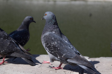 The pigeons are near the reservoir. They are calm, not afraid of people.
