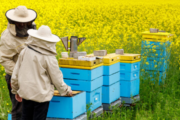 beekeepers collect honey from beehives, a meadow full of yellow flowers, Organic bee breeding,...