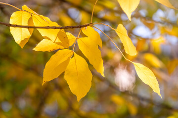 Branches with leaves in the autumn park.
