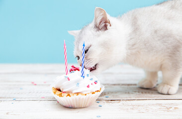 White British kitten eating birthday cake on a blue background. © lizavetta