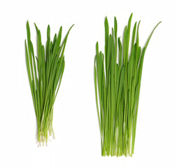 green grass oats