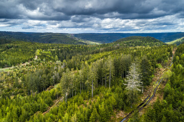 Fototapeta na wymiar Sunlight on treetops of Black Forest with dark dramatic clouds in the background, near Freudenstadt, Germany