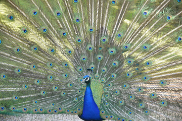 Obraz premium Paon majestueux